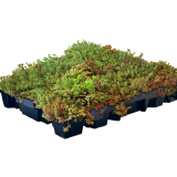 Leichtgewicht Sedum Kassette