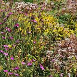 Biodivers Sedum Kruidendak