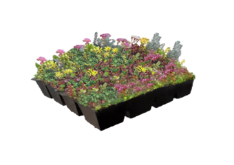 Biodivers Sedum Kruidentray Cassette