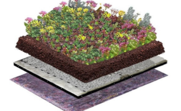 Biodivers Sedum Kruidendak