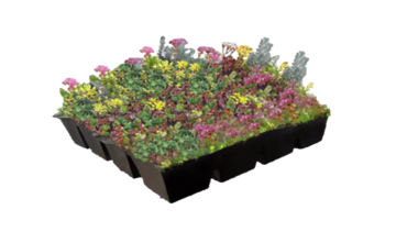 Biodivers Sedum Kruidentray Cassette