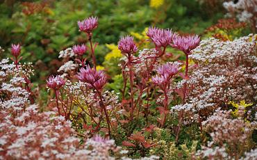 Sedumplantjes op je dak: een prachtige mix