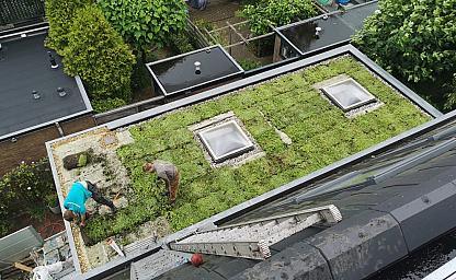 dakvergroeners groendak haarlem aanleg 4