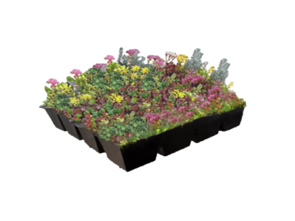Biodivers Sedum Kruidentray Cassette