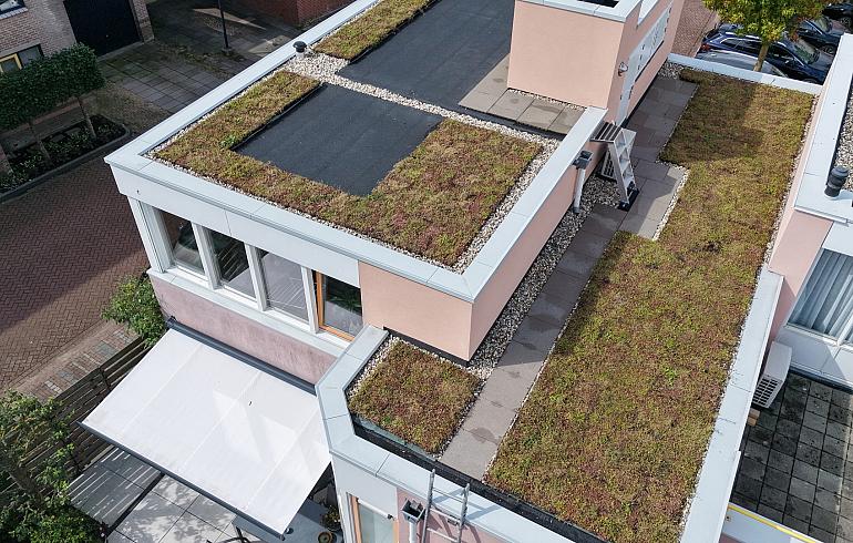Biodivers Sedum-Kruidendak Alphen aan de Rijn