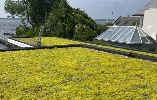 Is de sedum op je dak winterhard?